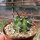 Echinocereus triglochidiatus x pectinatus v. rutowiorum