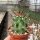 Echinocereus triglochidiatus x pectinatus v. rutowiorum