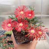 Delosperma cv. Red Flame (dw)