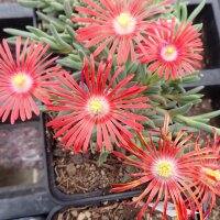 Delosperma cv. Red Flame (dw)