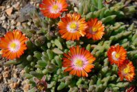 Delosperma cv. Orange Flame (dw)