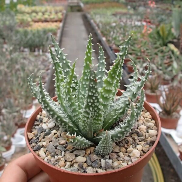 Aloe humilis x erinacea