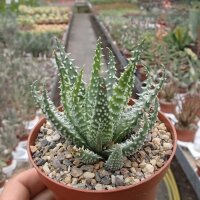 Aloe humilis x erinacea