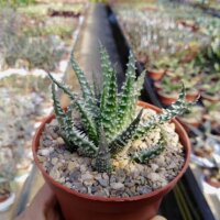Aloe humilis x erinacea