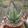 Aloe humilis x erinacea