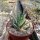 Aloe humilis x erinacea