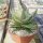 Gastrolea Cool Edge