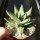 Gastrolea Cool Edge