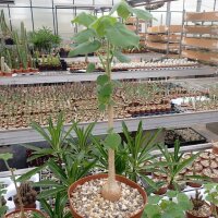 Sterculia rynchocarpa Sagalla, Kenia