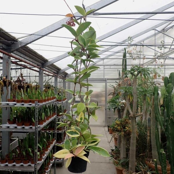 Hoya carnosa cv. Albomarginata
