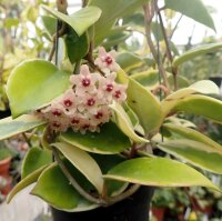 Hoya carnosa cv. Albomarginata