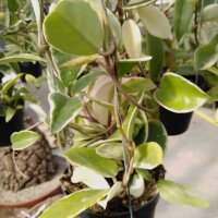Hoya carnosa cv. Albomarginata