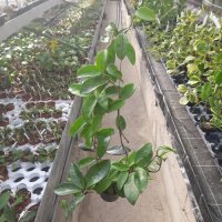 Hoya carnosa cv. Krimson Princess