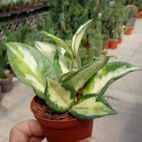 Hoya carnosa cv. Krimson Princess