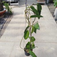 Hoya cv. Seania