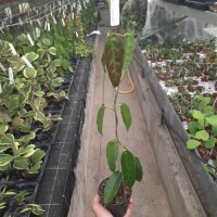 Hoya cv. Seania