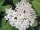 Hoya elliptica cv. Round Leaves