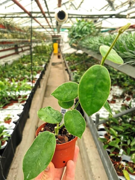 Hoya gigas