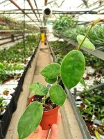 Hoya gigas