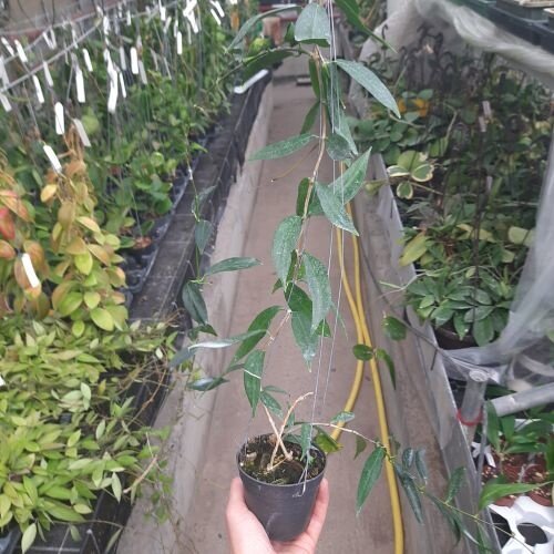 Hoya lamingtonia PNG 004