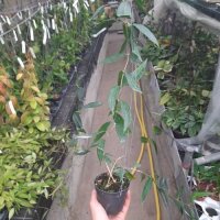 Hoya lamingtonia PNG 004