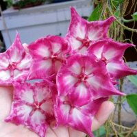 Hoya macgillivrayi Taiwan