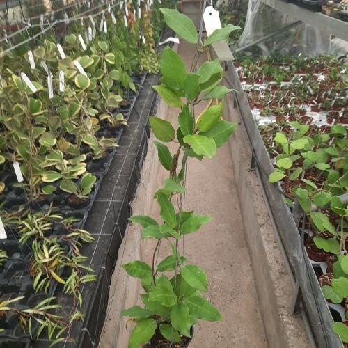 Hoya patricia
