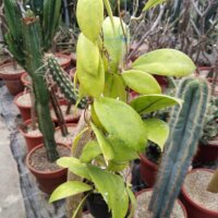 Hoya sp. Mindanao UT 249