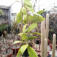 Hoya sp. Mindanao UT 249