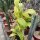 Hoya sp. Mindanao UT 249
