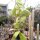 Hoya sp. Mindanao UT 249