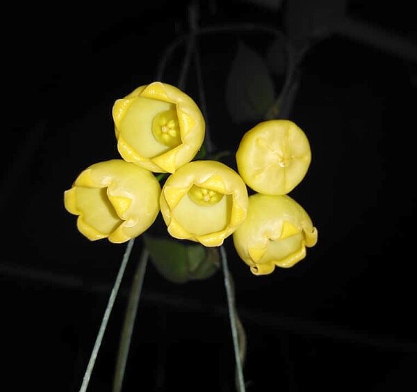 Hoya inflata