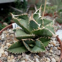 Agave titanota  cv. Tiger Shark