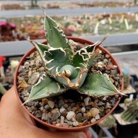 Agave titanota  cv. Tiger Shark