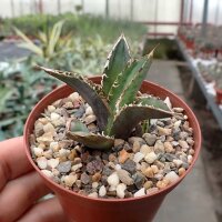 Agave titanota  cv. Tiger Shark