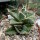 Agave titanota  cv. Tiger Shark