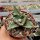 Agave titanota  cv. Tiger Shark