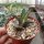 Agave titanota  cv. Tiger Shark