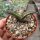 Agave titanota  cv. Tiger Shark