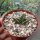 Agave titanota  cv. Tiger Shark