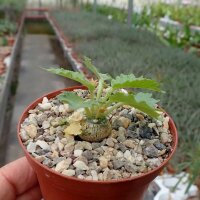 Dorstenia horwoodii