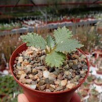 Dorstenia horwoodii