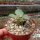 Dorstenia horwoodii