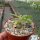 Dorstenia horwoodii