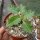 Dorstenia horwoodii