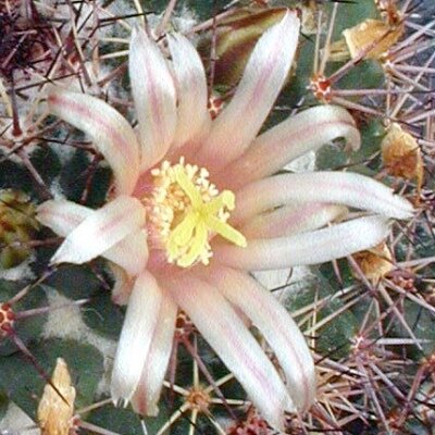 Mammillaria bocensis PN 597