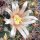 Mammillaria bocensis PN 597