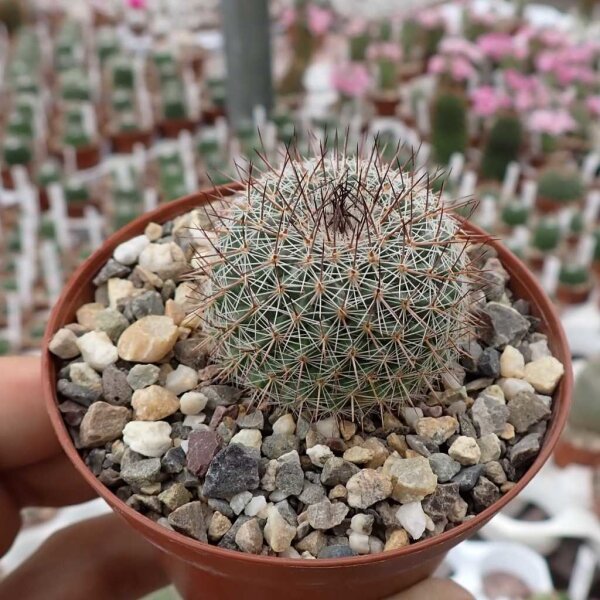 Mammillaria standleyi K 300