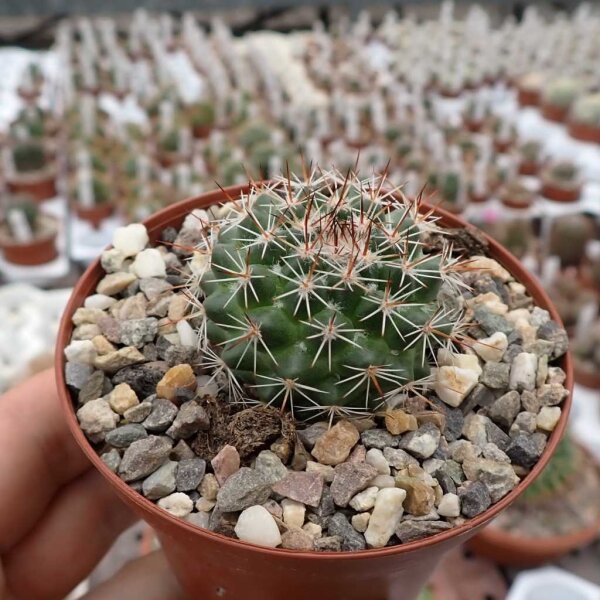 Mammillaria lindsayi H.O.399