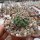 Mammillaria lindsayi H.O.399